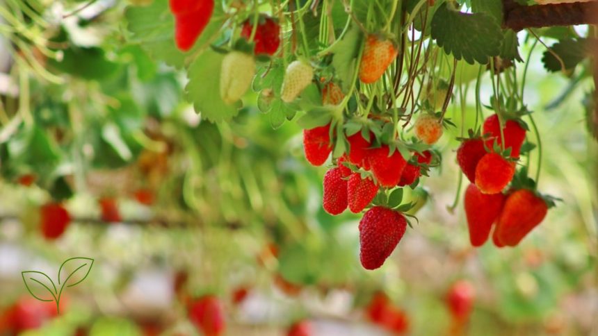 10 Weird But Genius Ways to Grow Strawberries